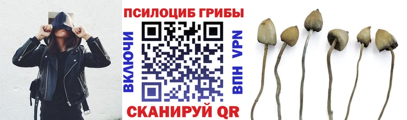 закладка  Коломна  Псилоцибиновые грибы Cubensis 